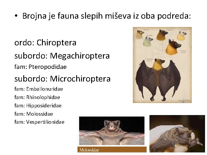 • Brojna je fauna slepih miševa iz oba podreda: ordo: Chiroptera subordo: Megachiroptera