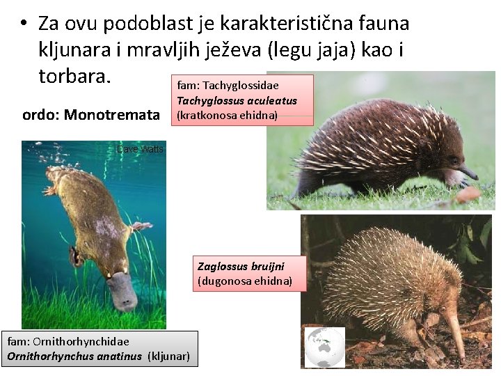  • Za ovu podoblast je karakteristična fauna kljunara i mravljih ježeva (legu jaja)