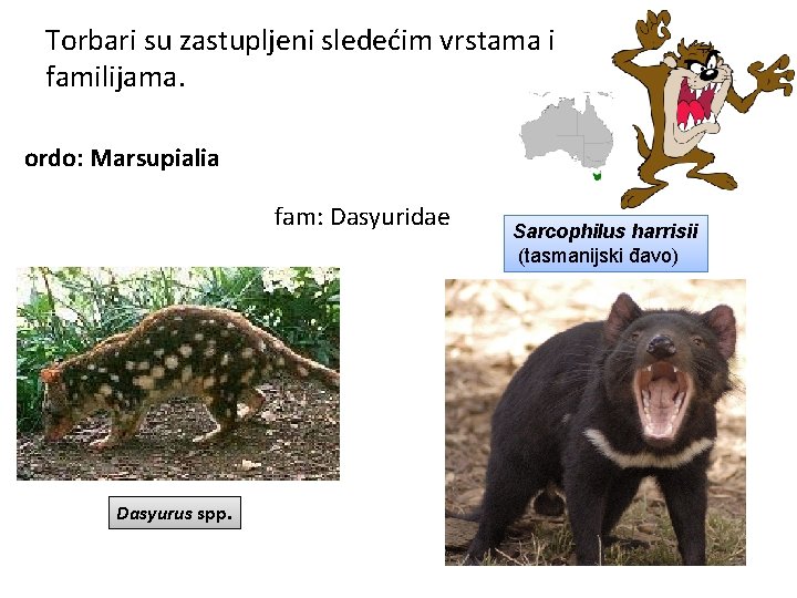 Torbari su zastupljeni sledećim vrstama i familijama. ordo: Marsupialia fam: Dasyuridae Dasyurus spp. Sarcophilus
