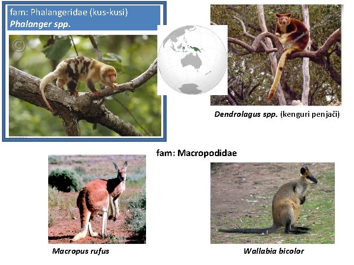fam: Phalangeridae (kus-kusi) Phalanger spp. Dendrolagus spp. (kenguri penjači) fam: Macropodidae Macropus rufus Wallabia