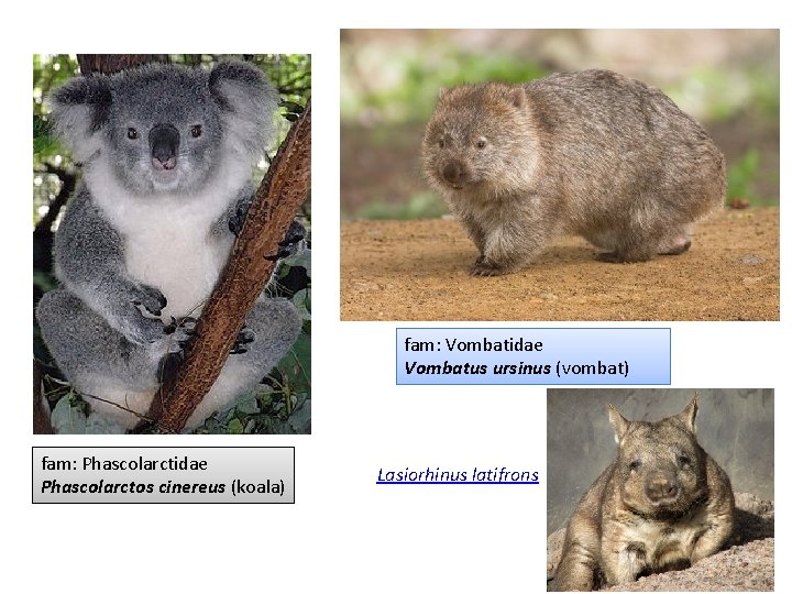 fam: Vombatidae Vombatus ursinus (vombat) fam: Phascolarctidae Phascolarctos cinereus (koala) Lasiorhinus latifrons 