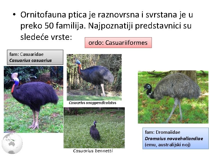  • Ornitofauna ptica je raznovrsna i svrstana je u preko 50 familija. Najpoznatiji