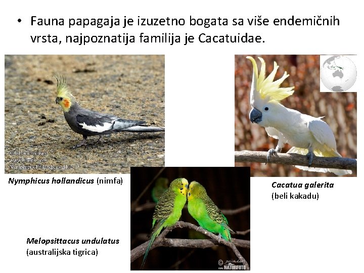  • Fauna papagaja je izuzetno bogata sa više endemičnih vrsta, najpoznatija familija je