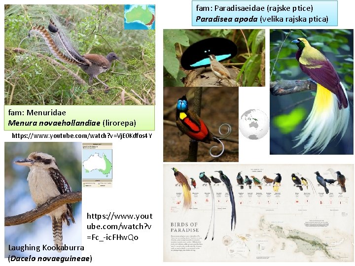 fam: Paradisaeidae (rajske ptice) Paradisea apoda (velika rajska ptica) fam: Menuridae Menura novaehollandiae (lirorepa)