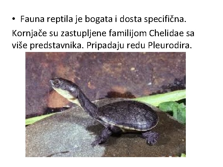  • Fauna reptila je bogata i dosta specifična. Kornjače su zastupljene familijom Chelidae