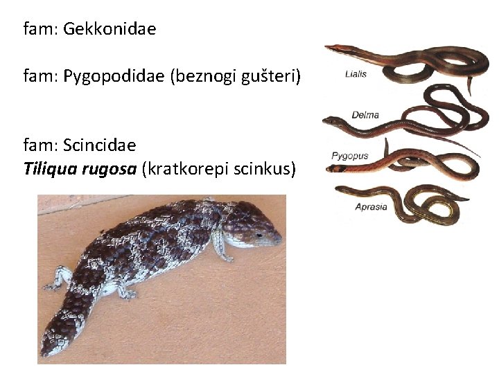 fam: Gekkonidae fam: Pygopodidae (beznogi gušteri) fam: Scincidae Tiliqua rugosa (kratkorepi scinkus) 