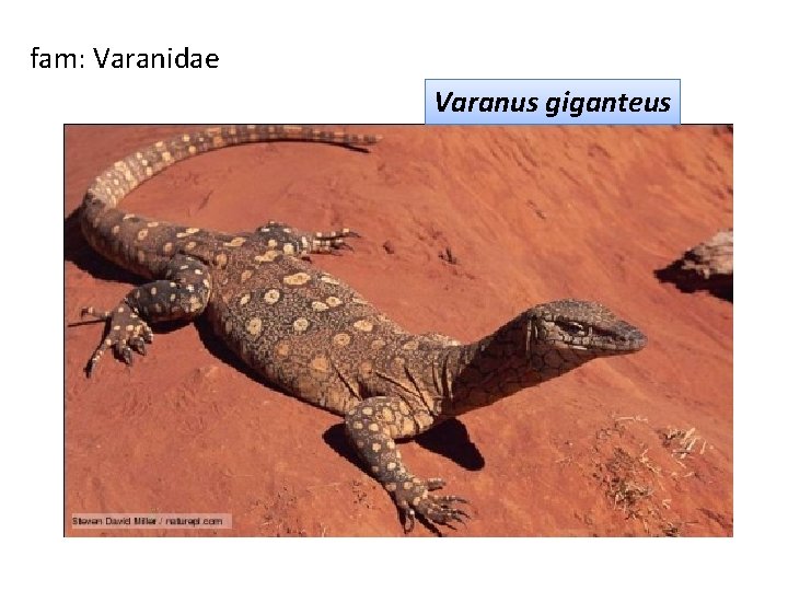 fam: Varanidae Varanus giganteus 