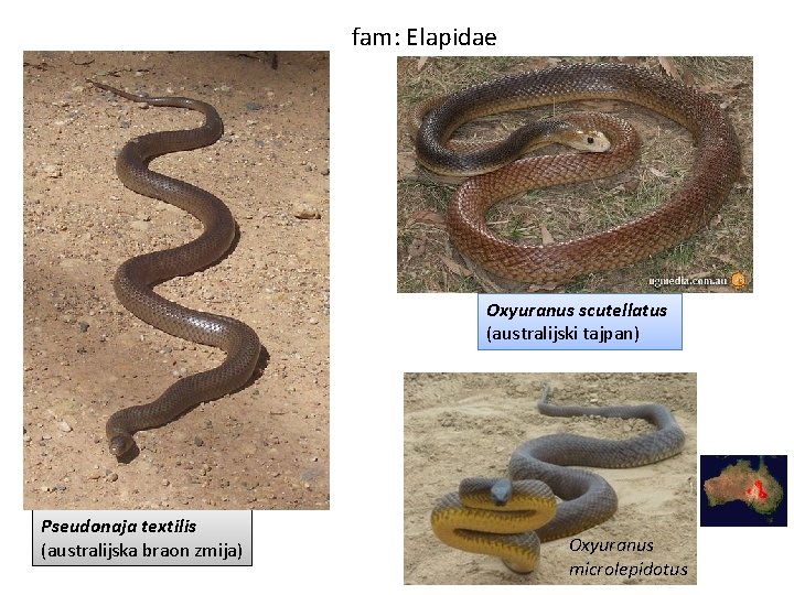 fam: Elapidae Oxyuranus scutellatus (australijski tajpan) Pseudonaja textilis (australijska braon zmija) Oxyuranus microlepidotus 