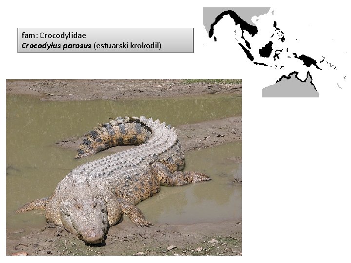 fam: Crocodylidae Crocodylus porosus (estuarski krokodil) 