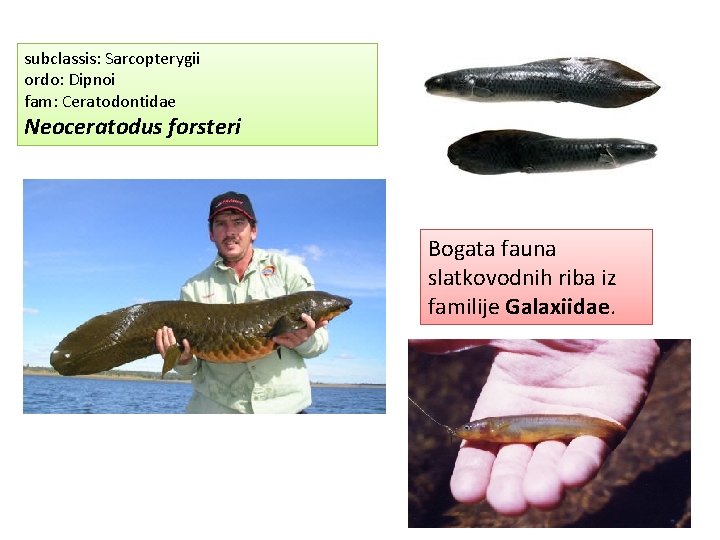 subclassis: Sarcopterygii ordo: Dipnoi fam: Ceratodontidae Neoceratodus forsteri Bogata fauna slatkovodnih riba iz familije