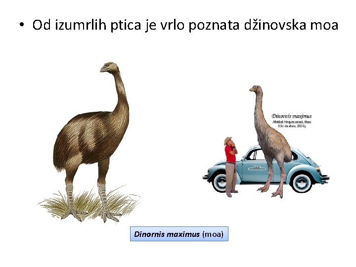  • Od izumrlih ptica je vrlo poznata džinovska moa Dinornis maximus (moa) 