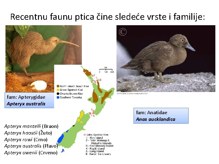 Recentnu faunu ptica čine sledeće vrste i familije: fam: Apterygidae Apteryx australis fam: Anatidae