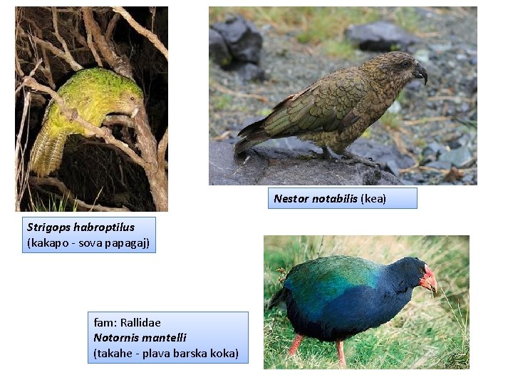 Nestor notabilis (kea) Strigops habroptilus (kakapo - sova papagaj) fam: Rallidae Notornis mantelli (takahe