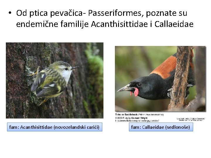  • Od ptica pevačica- Passeriformes, poznate su endemične familije Acanthisittidae i Callaeidae fam:
