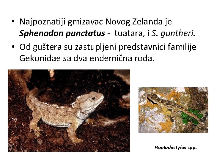  • Najpoznatiji gmizavac Novog Zelanda je Sphenodon punctatus - tuatara, i S. guntheri.