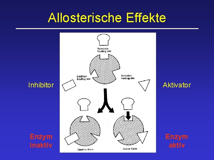 Allosterische Effekte Inhibitor Aktivator Enzym inaktiv Enzym aktiv 