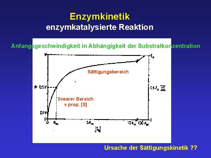 Enzymkinetik enzymkatalysierte Reaktion Anfangsgeschwindigkeit in Abhängigkeit der Substratkonzentration Sättigungsbereich linearer Bereich v prop. [S]