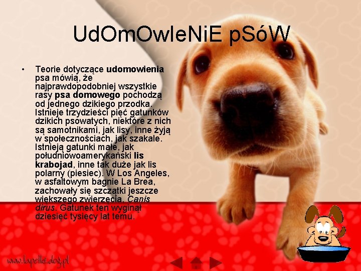 Ud. Om. Ow. Ie. Ni. E p. SóW • Teorie dotyczące udomowienia psa mówią, Ud. Om. Ow. Ie. Ni. E p. SóW • Teorie dotyczące udomowienia psa mówią,