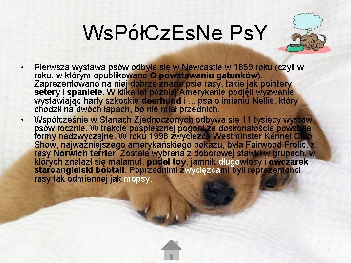 Ws. PółCz. Es. Ne Ps. Y • • Pierwsza wystawa psów odbyła się w