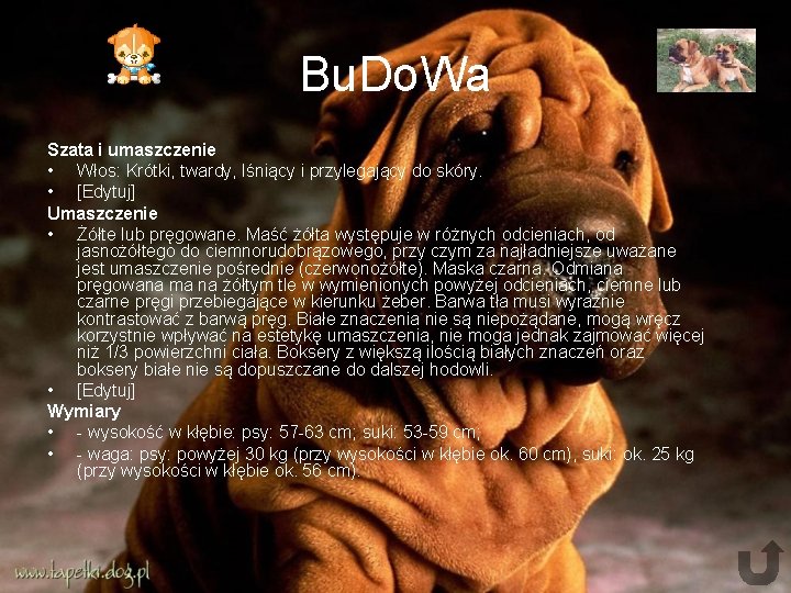 Bu. Do. Wa Szata i umaszczenie • Włos: Krótki, twardy, lśniący i przylegający do Bu. Do. Wa Szata i umaszczenie • Włos: Krótki, twardy, lśniący i przylegający do