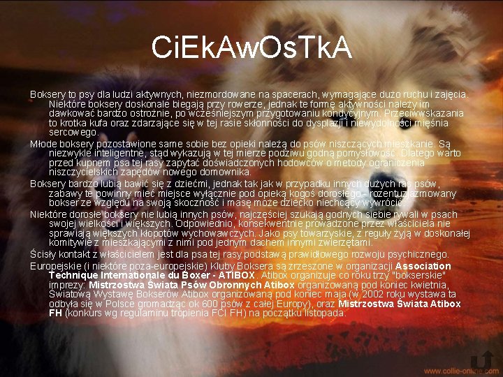 Ci. Ek. Aw. Os. Tk. A Boksery to psy dla ludzi aktywnych, niezmordowane na Ci. Ek. Aw. Os. Tk. A Boksery to psy dla ludzi aktywnych, niezmordowane na