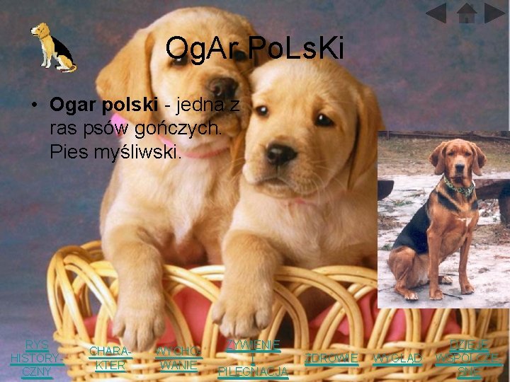 Og. Ar Po. Ls. Ki • Ogar polski - jedna z ras psów gończych. Og. Ar Po. Ls. Ki • Ogar polski - jedna z ras psów gończych.