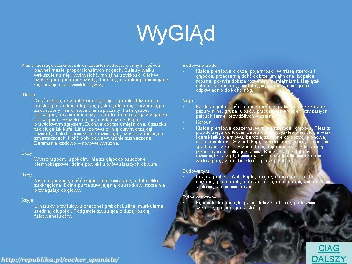 Wy. GlĄd Pies średniego wzrostu, silnej i zwartej budowy, o silnym kośćcu i pewnej Wy. GlĄd Pies średniego wzrostu, silnej i zwartej budowy, o silnym kośćcu i pewnej