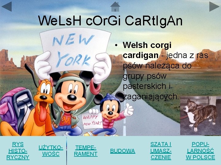 We. Ls. H c. Or. Gi Ca. Rt. Ig. An • Welsh corgi cardigan We. Ls. H c. Or. Gi Ca. Rt. Ig. An • Welsh corgi cardigan