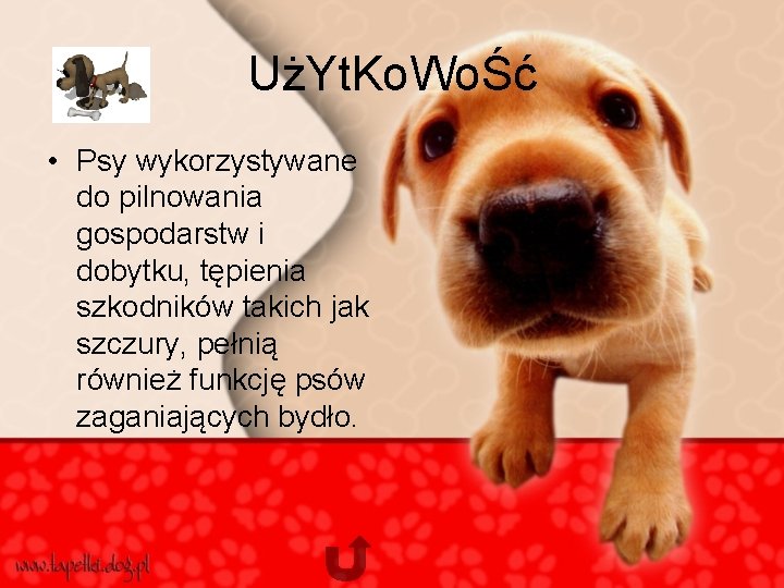 UżYt. Ko. WoŚć • Psy wykorzystywane do pilnowania gospodarstw i dobytku, tępienia szkodników takich