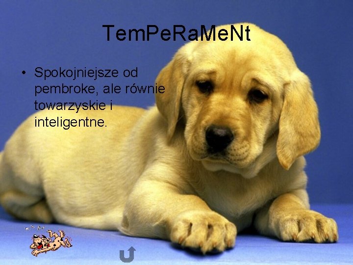 Tem. Pe. Ra. Me. Nt • Spokojniejsze od pembroke, ale równie towarzyskie i inteligentne. Tem. Pe. Ra. Me. Nt • Spokojniejsze od pembroke, ale równie towarzyskie i inteligentne.