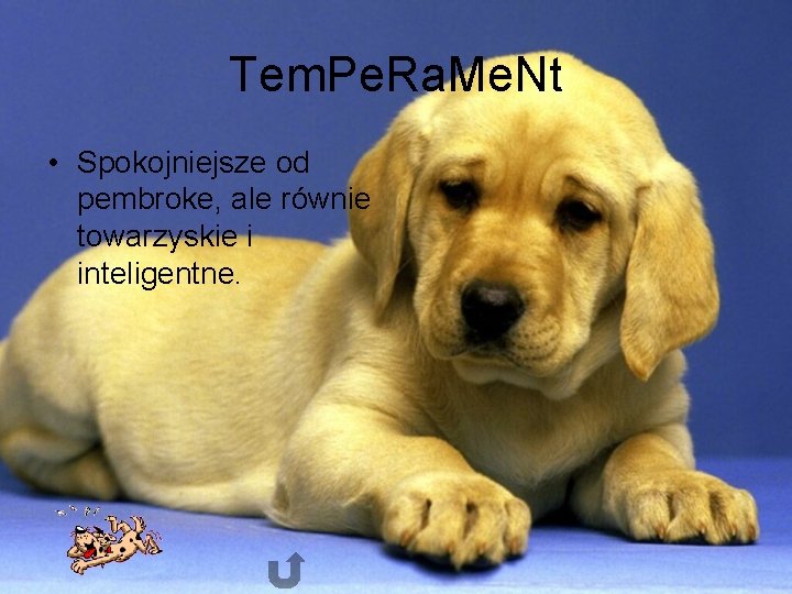 Tem. Pe. Ra. Me. Nt • Spokojniejsze od pembroke, ale równie towarzyskie i inteligentne.