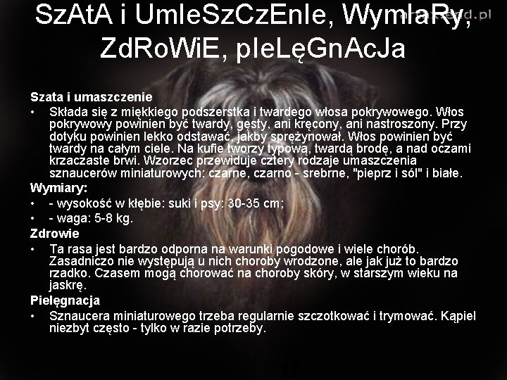 Sz. At. A i Um. Ie. Sz. Cz. En. Ie, Wym. Ia. Ry, Zd. Sz. At. A i Um. Ie. Sz. Cz. En. Ie, Wym. Ia. Ry, Zd.