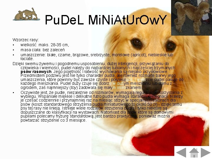 Pu. De. L Mi. Ni. At. Ur. Ow. Y Wzorzec rasy: • wielkość: maks.