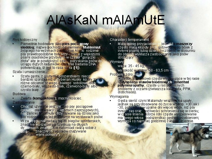 Al. As. Ka. N m. Al. Am. Ut. E Rys historyczny • Pierwotnie hodowany Al. As. Ka. N m. Al. Am. Ut. E Rys historyczny • Pierwotnie hodowany