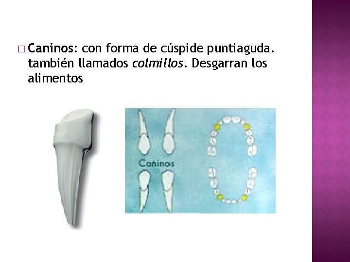 � Caninos: con forma de cúspide puntiaguda. también llamados colmillos. Desgarran los alimentos 