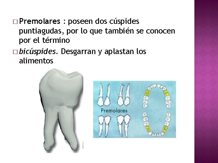 � Premolares : poseen dos cúspides puntiagudas, por lo que también se conocen por