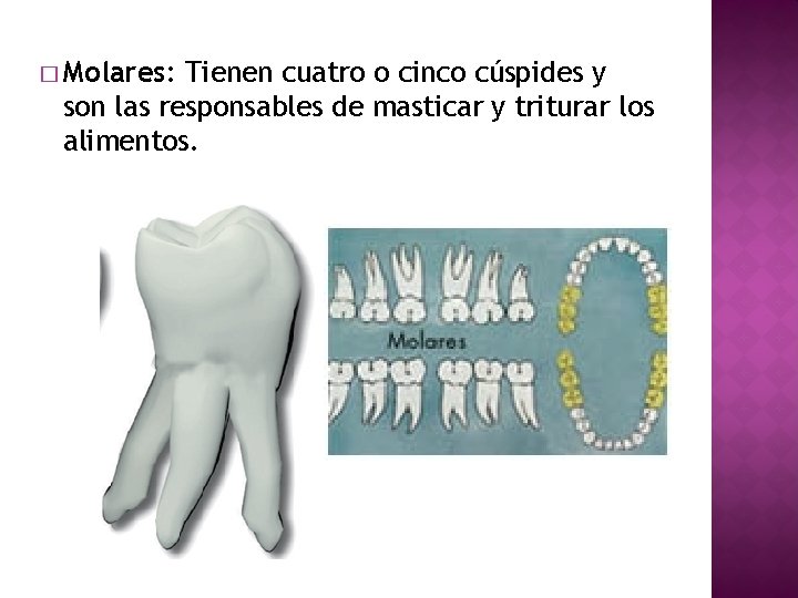 � Molares: Tienen cuatro o cinco cúspides y son las responsables de masticar y