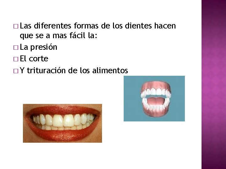 � Las diferentes formas de los dientes hacen que se a mas fácil la: