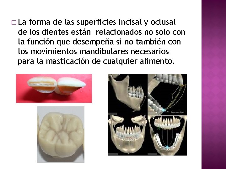 � La forma de las superficies incisal y oclusal de los dientes están relacionados