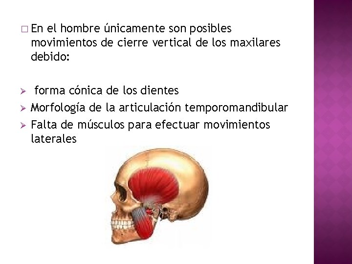 � En el hombre únicamente son posibles movimientos de cierre vertical de los maxilares