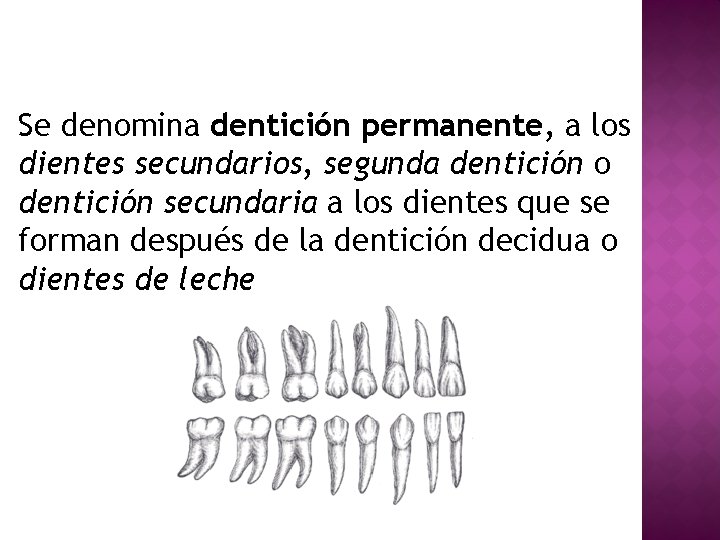 Se denomina dentición permanente, a los dientes secundarios, segunda dentición o dentición secundaria a