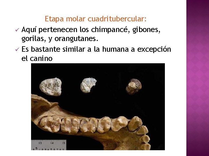 Etapa molar cuadritubercular: ü Aquí pertenecen los chimpancé, gibones, gorilas, y orangutanes. ü Es