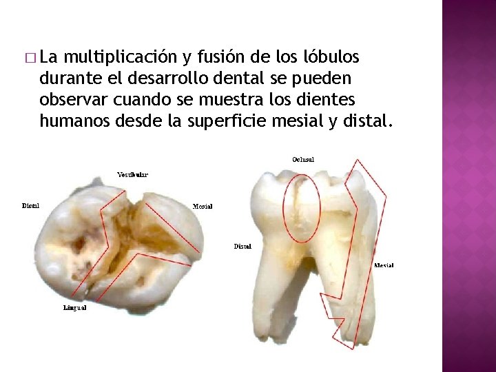 � La multiplicación y fusión de los lóbulos durante el desarrollo dental se pueden
