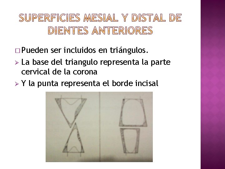 � Pueden ser incluidos en triángulos. Ø La base del triangulo representa la parte