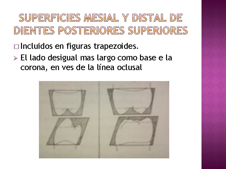 � Incluidos en figuras trapezoides. Ø El lado desigual mas largo como base e