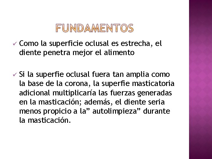 ü Como la superficie oclusal es estrecha, el diente penetra mejor el alimento ü