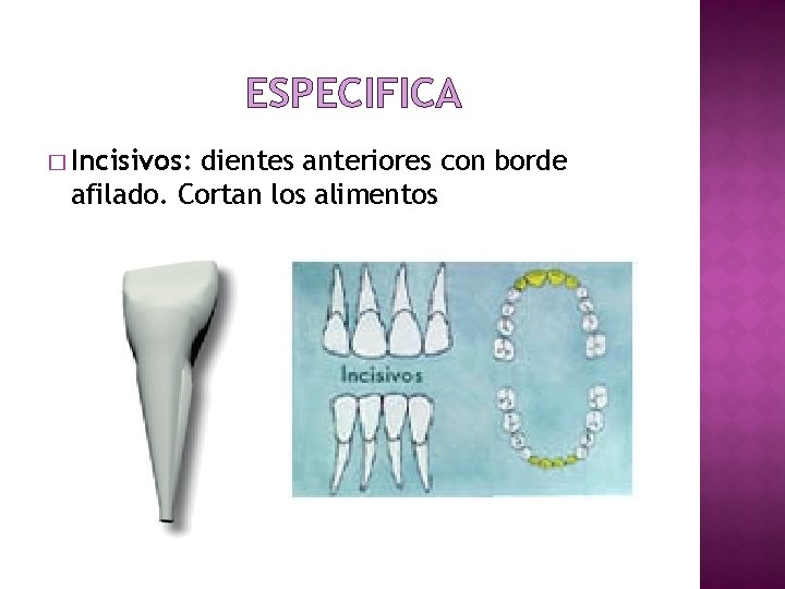 ESPECIFICA � Incisivos: dientes anteriores con borde afilado. Cortan los alimentos 