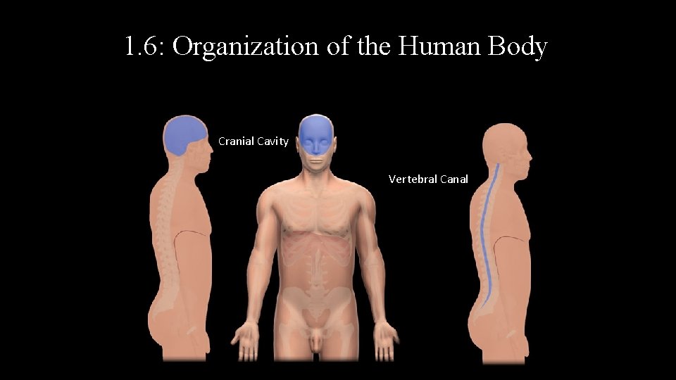 1. 6: Organization of the Human Body Cranial Cavity Vertebral Canal 