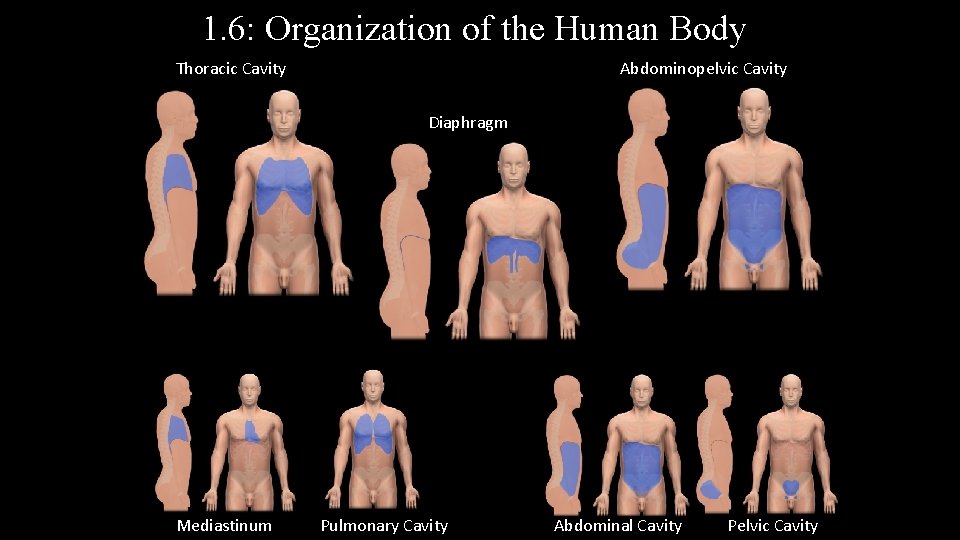 1. 6: Organization of the Human Body Thoracic Cavity Abdominopelvic Cavity Diaphragm Mediastinum Pulmonary