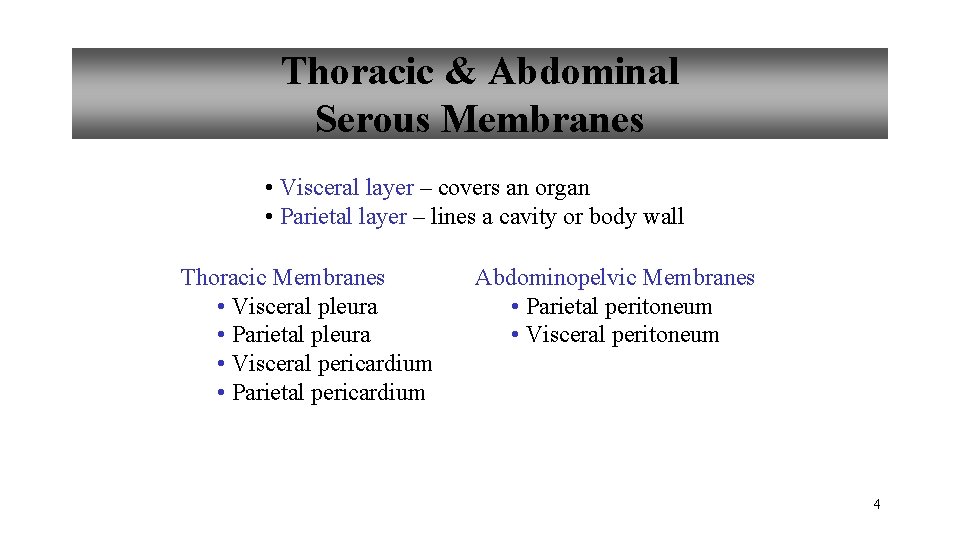 Thoracic & Abdominal Serous Membranes • Visceral layer – covers an organ • Parietal